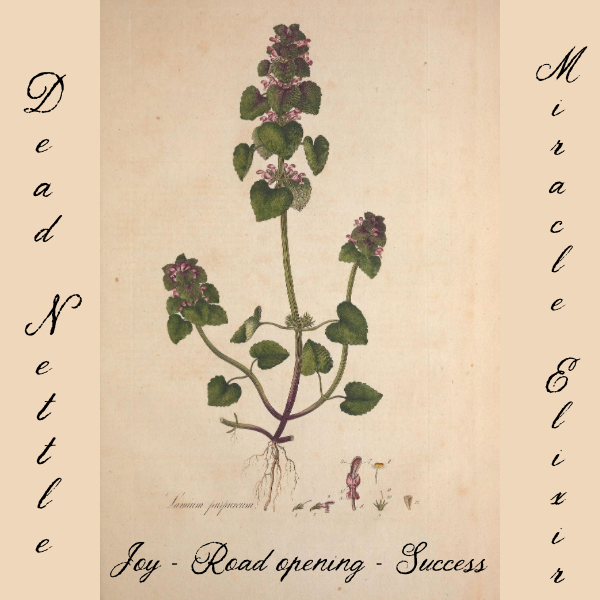 Dead Nettle Miracle Elixir